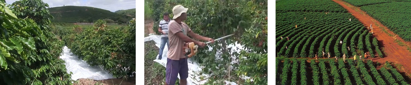 Работа по ручному сбору кофейных ягод на плантации Анисиу Кордейру